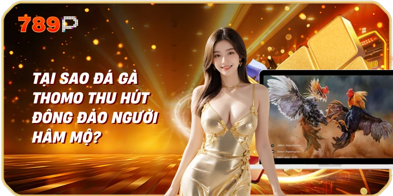 Đá gà Campuchia Thomo Trực Tiếp Trải Nghiệm Không Thể Bỏ Lỡ 3 Tại sao đá gà Thomo thu hút đông đảo người hâm mộ?